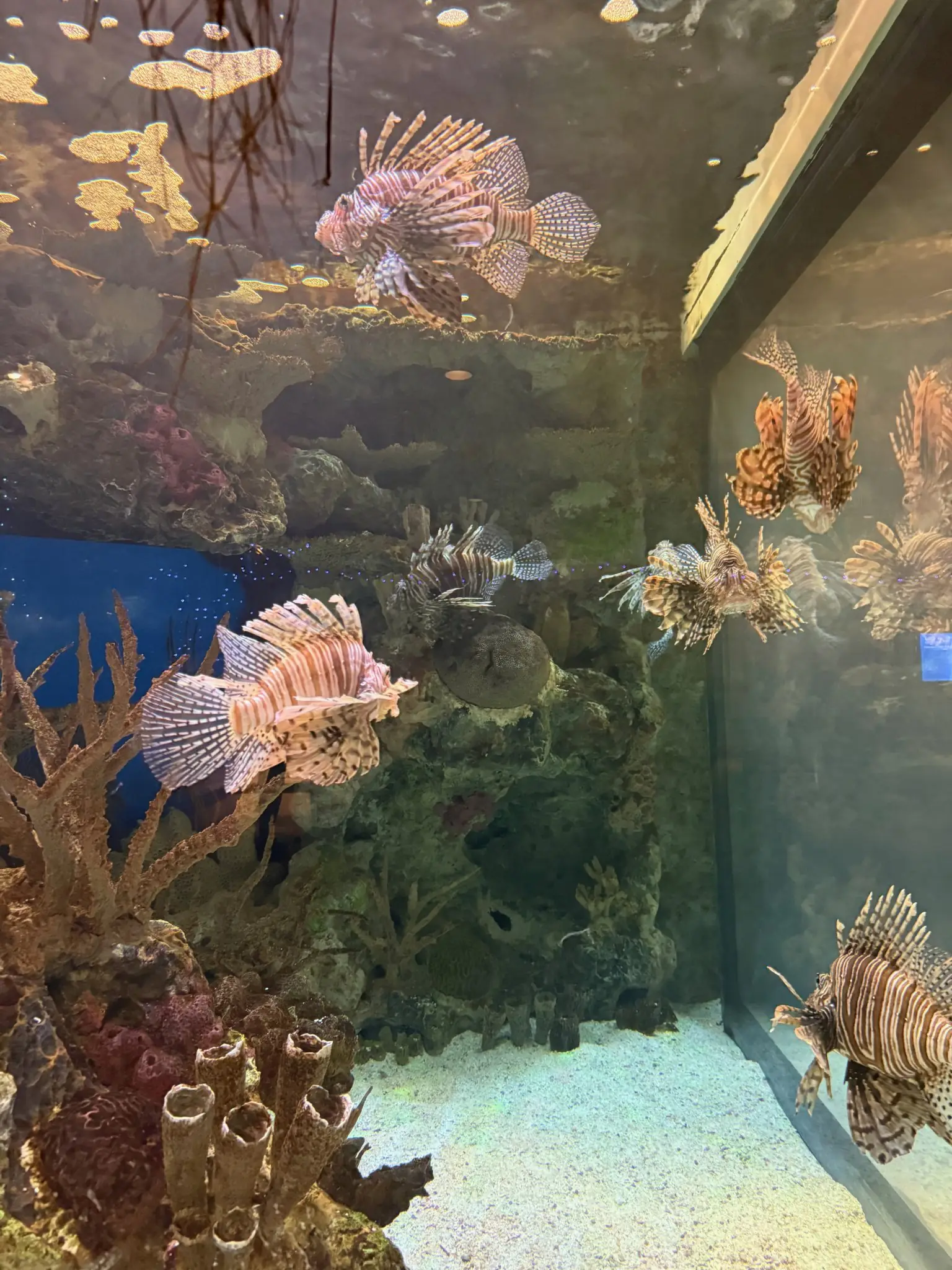 Récifs de corail flamboyants